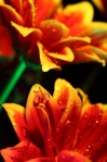 Poster "Blume 5"