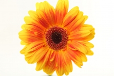 Poster "Sonnenblume"