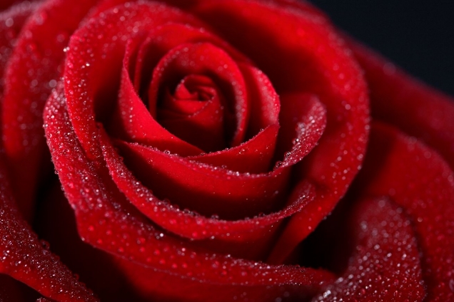 Poster "Rose der Liebe" 