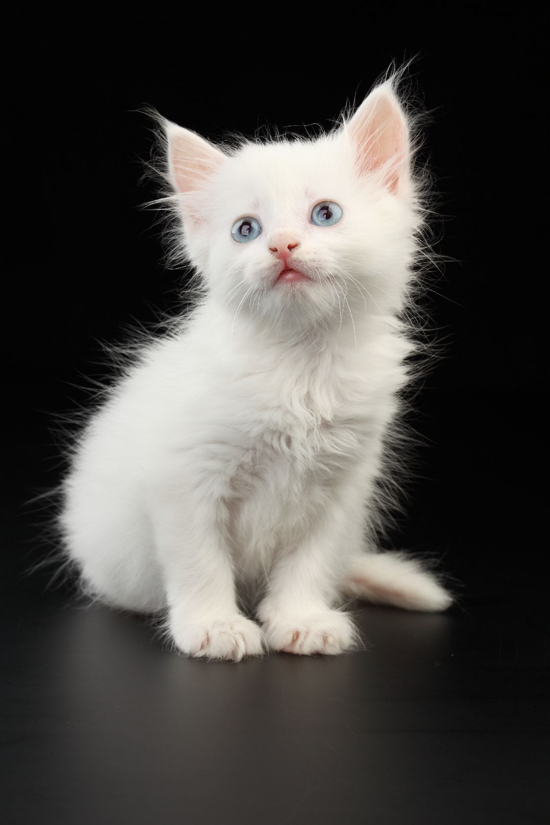 Беленьких котиков. Мейн кун белый. Мейн кун белый котенок. Белый котенок гладкошерстный. Красивый белый котенок.
